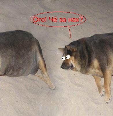 Фотожаба: О чем же думает собака?....