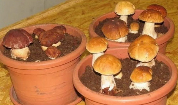Грибочки