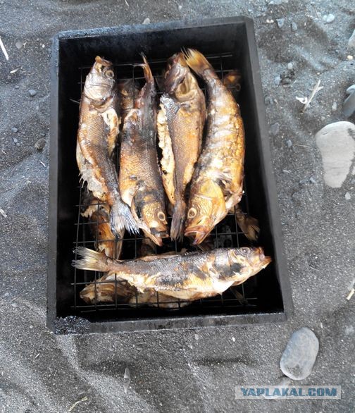 Алаколь. Всё включено отдыхать хорошо, а дикарями лучше