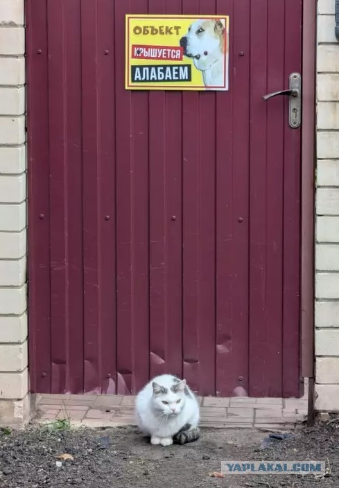 Пакет брать будете?