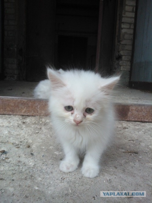 Котовторник 23.07.2013