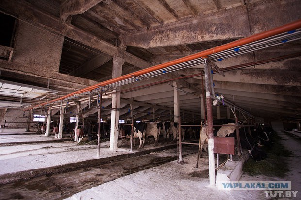 Коровам обрезали рога и в головах завелись черви..