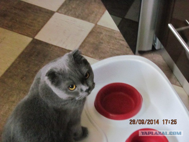 Котовторник 30.09.2014