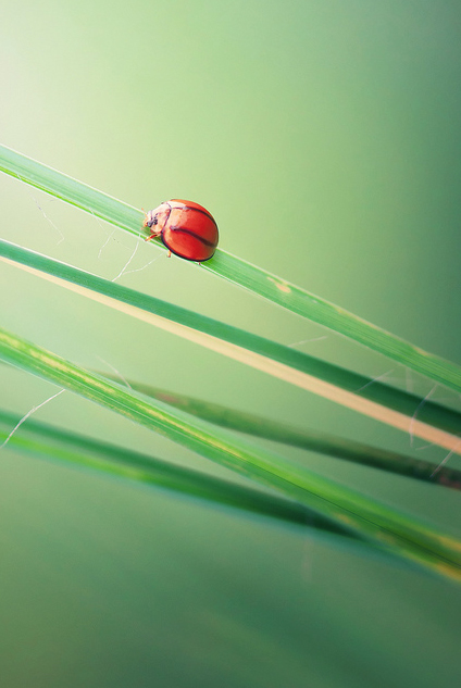 Сюрреальные фото насекомых