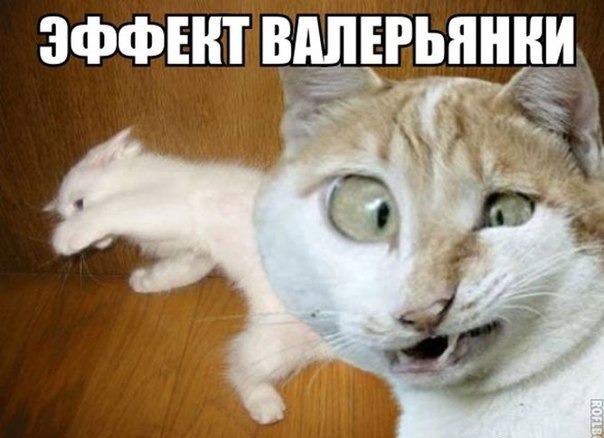 Картинки из ваших этих итернетов...
