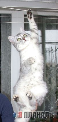 Коты, кошки, котята