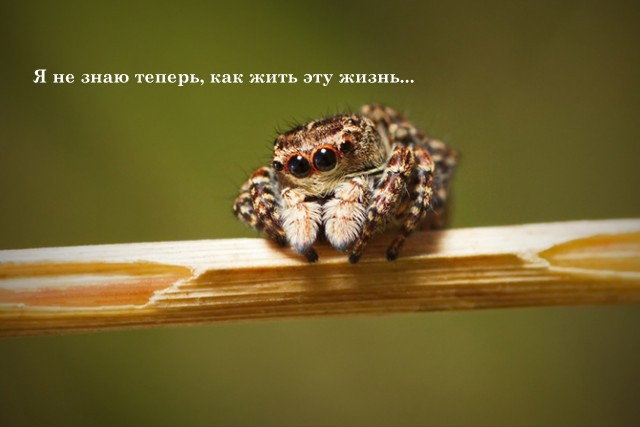Арахнофобы ликуют