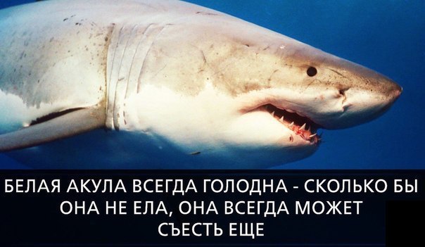 Божьи твари