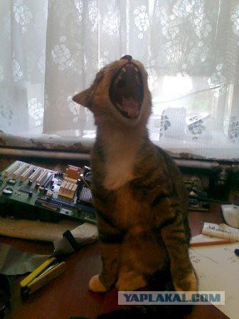 Котовторник 15.11.2016