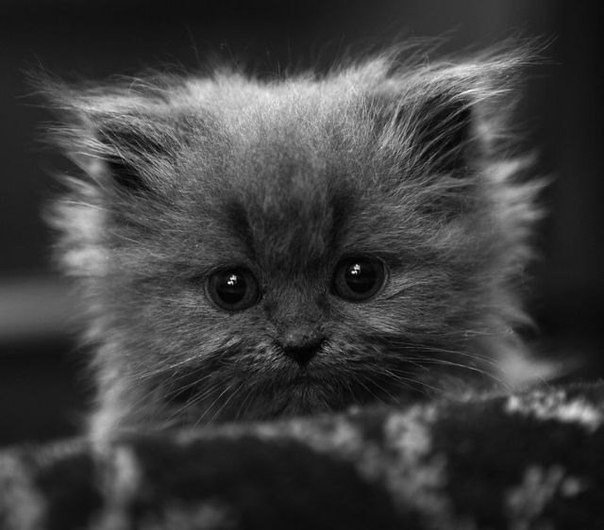 Коты из сети