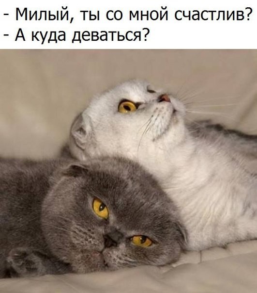 Коты и Кошки