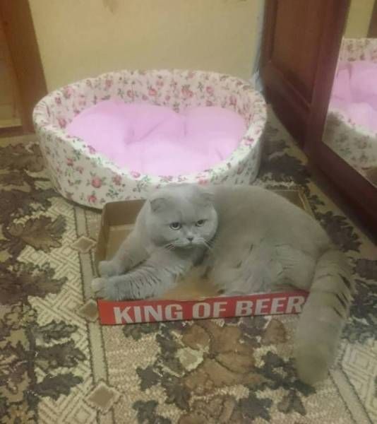 Коты и Кошки