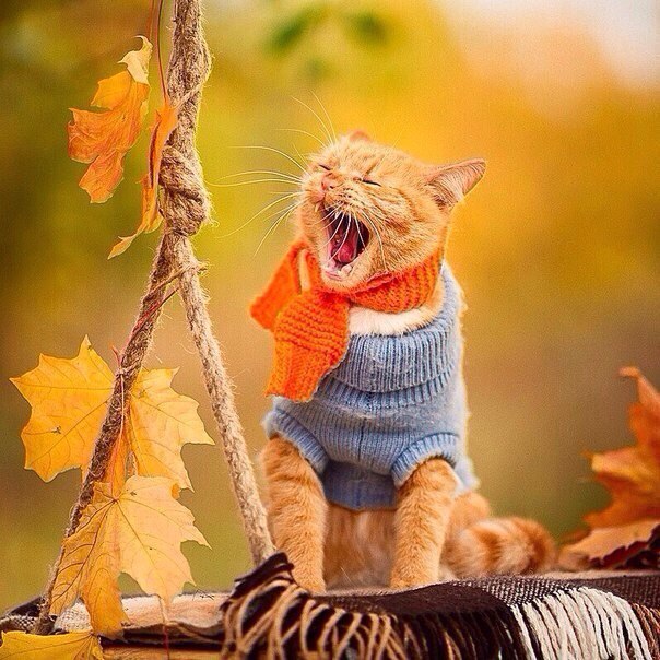Коты и Кошки