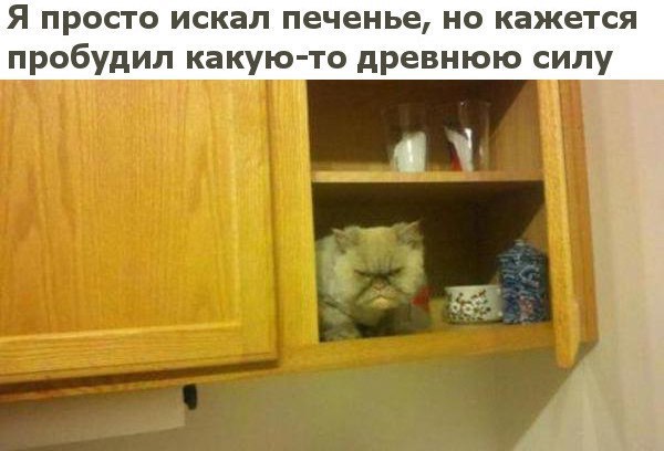 Коты и Кошки
