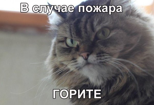 Самый злобный кот в Интернете. который ненавидит всех и вся
