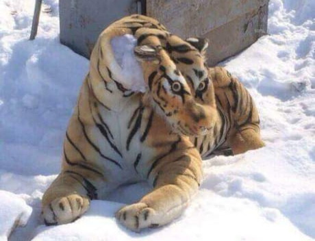 Тигр vs. медведь