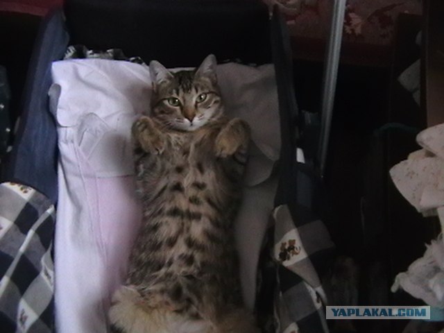 Котовторник на ЯПлакалъ (20.05.08), прикольные коты, добавляем свои!