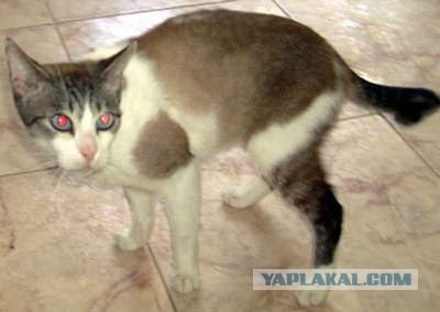 Котовторник на ЯПлакал!