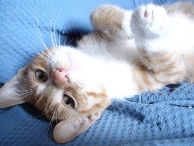 Котовторник на ЯПлакалъ 08.07.2008