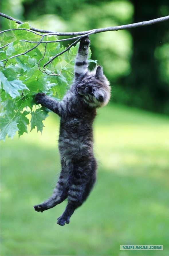 Lolcats - котовторник 33 лолокота!