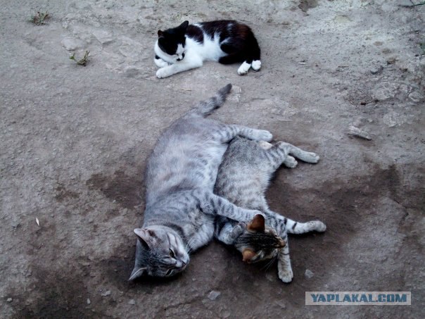 Котовторник!
