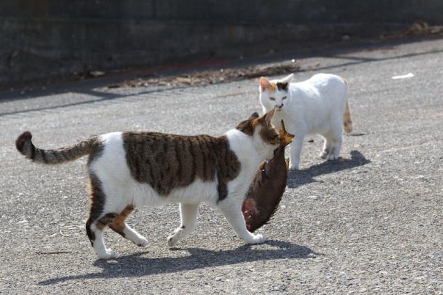 Как котяра ворону ограбил