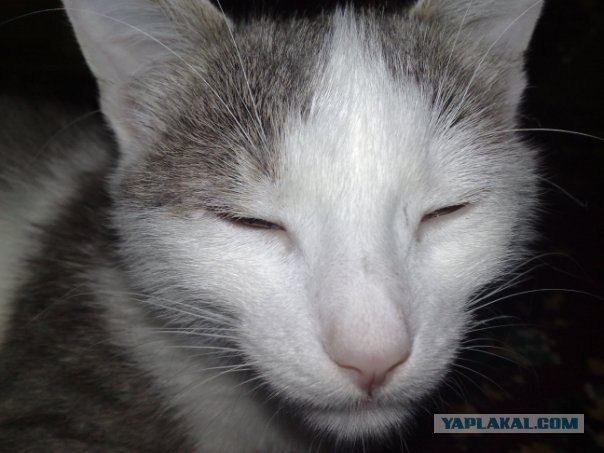 Котовторник