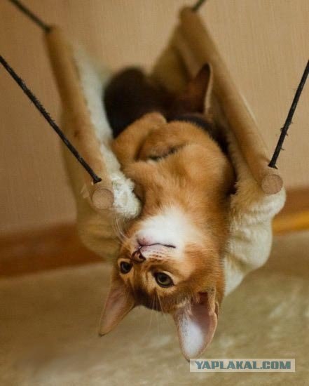Котовторник в "КотоГетто"
