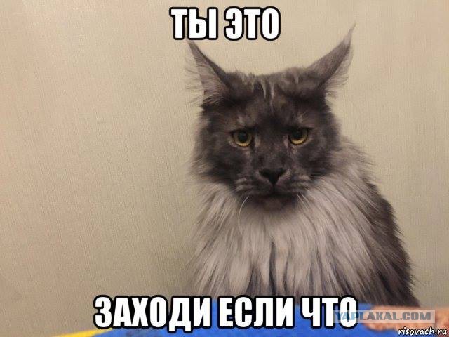 Котейка зевнул