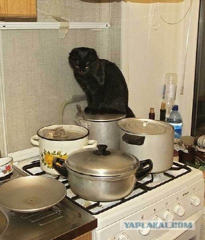 Котовторник!