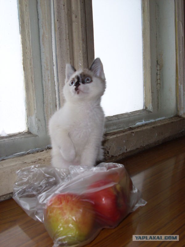 Котовторник 20.12.2011