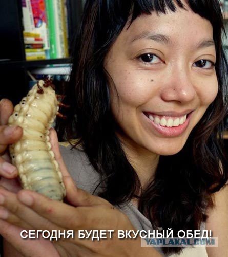 Домашний любимец