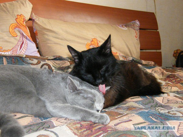 Котовторник 24.04.2012