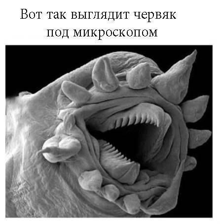 Криминальные лица микромира