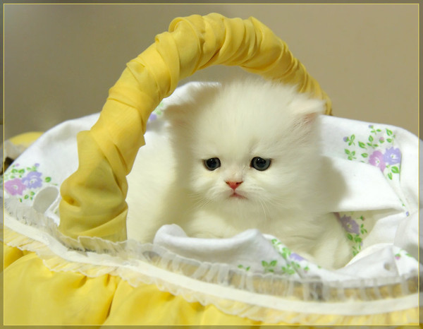 Забавные фото котеек