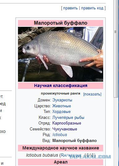 Шаланды, полные кефали...