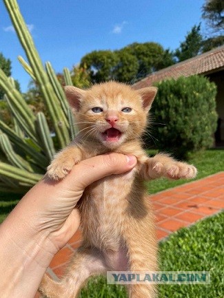 Даешь котовторник!