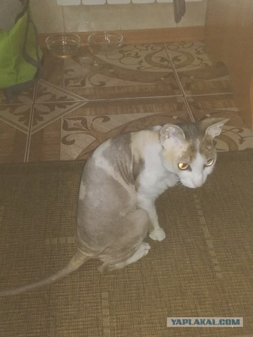 Котовторник же уже наступил?