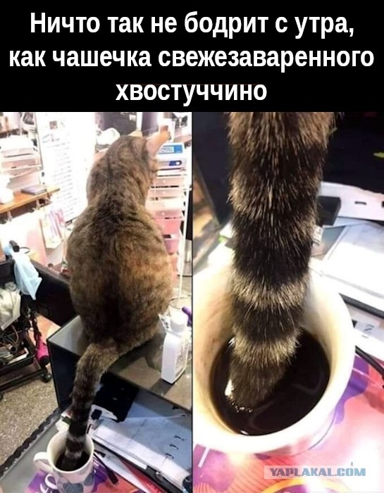 Забавные и смешные картинки на котовторник