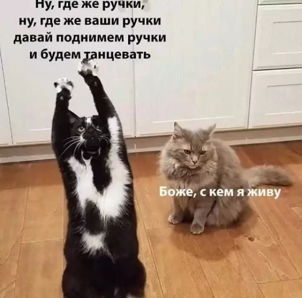 Картинки и мемы для настроения - 19