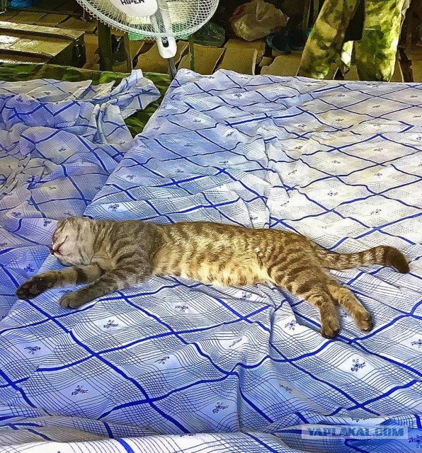 Кошка талисман или АСОшка!