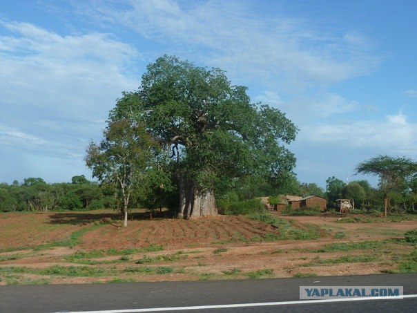AFRICA - (Эфиопия,Кения,Танзация) 4-16 ноября 2011
