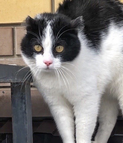 К котовторнику