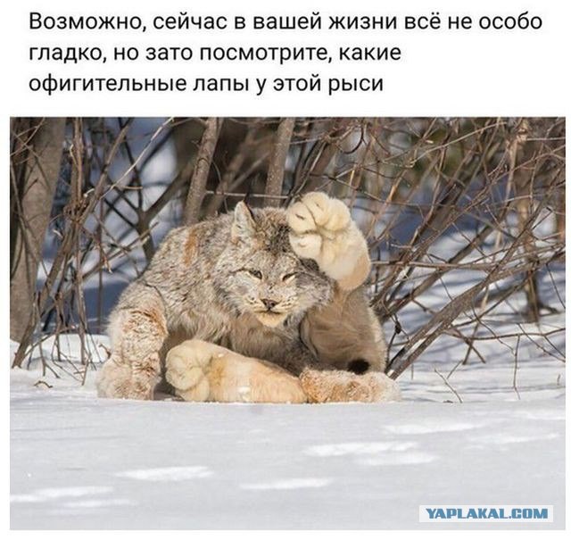 Зимняя рысь