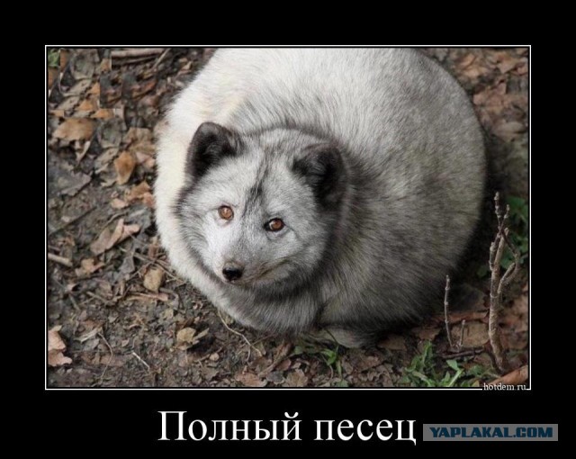 Рамзан Кадыров присвоил первое в Чечне звание "героя" Чечни Кадырову Рамзану
