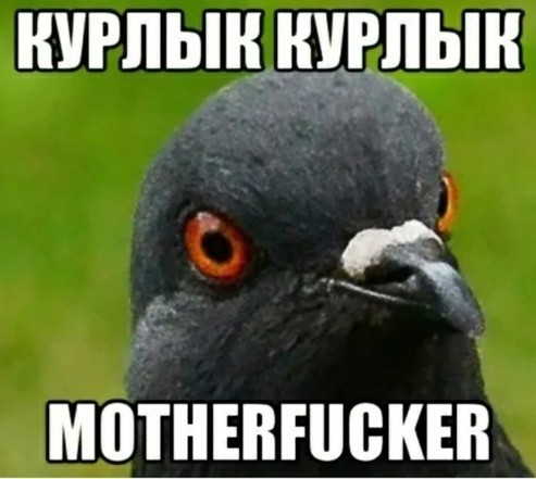 Операция: Поймать петушару