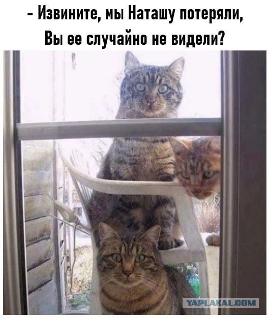«Разведенные подруги жены» - первая категория опасности для счастливых семей