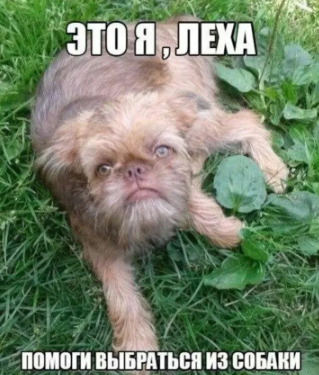 Мечты сбываются