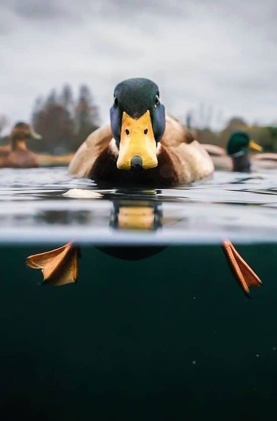Пеший ястреб и медведи: 10 забавных кадров Comedy Wildlife Photography Awards