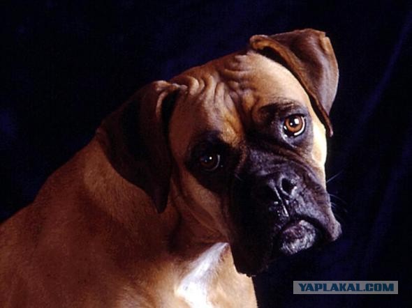 Породы собак для семьи